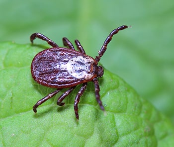 Tick on Leaf